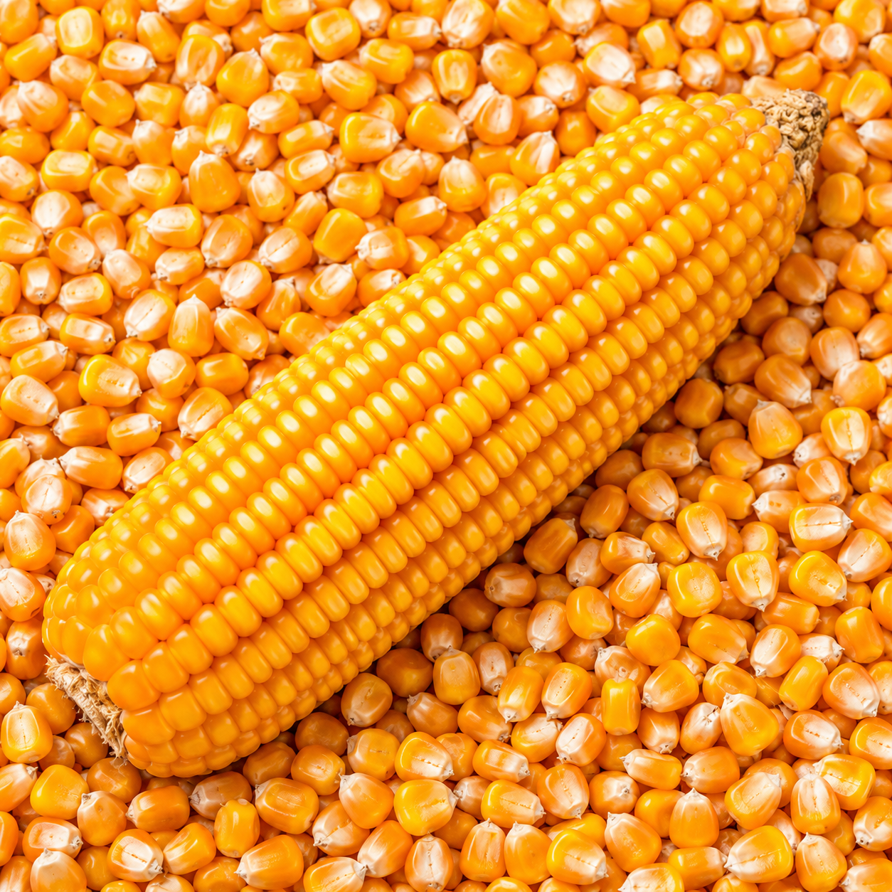Maize
