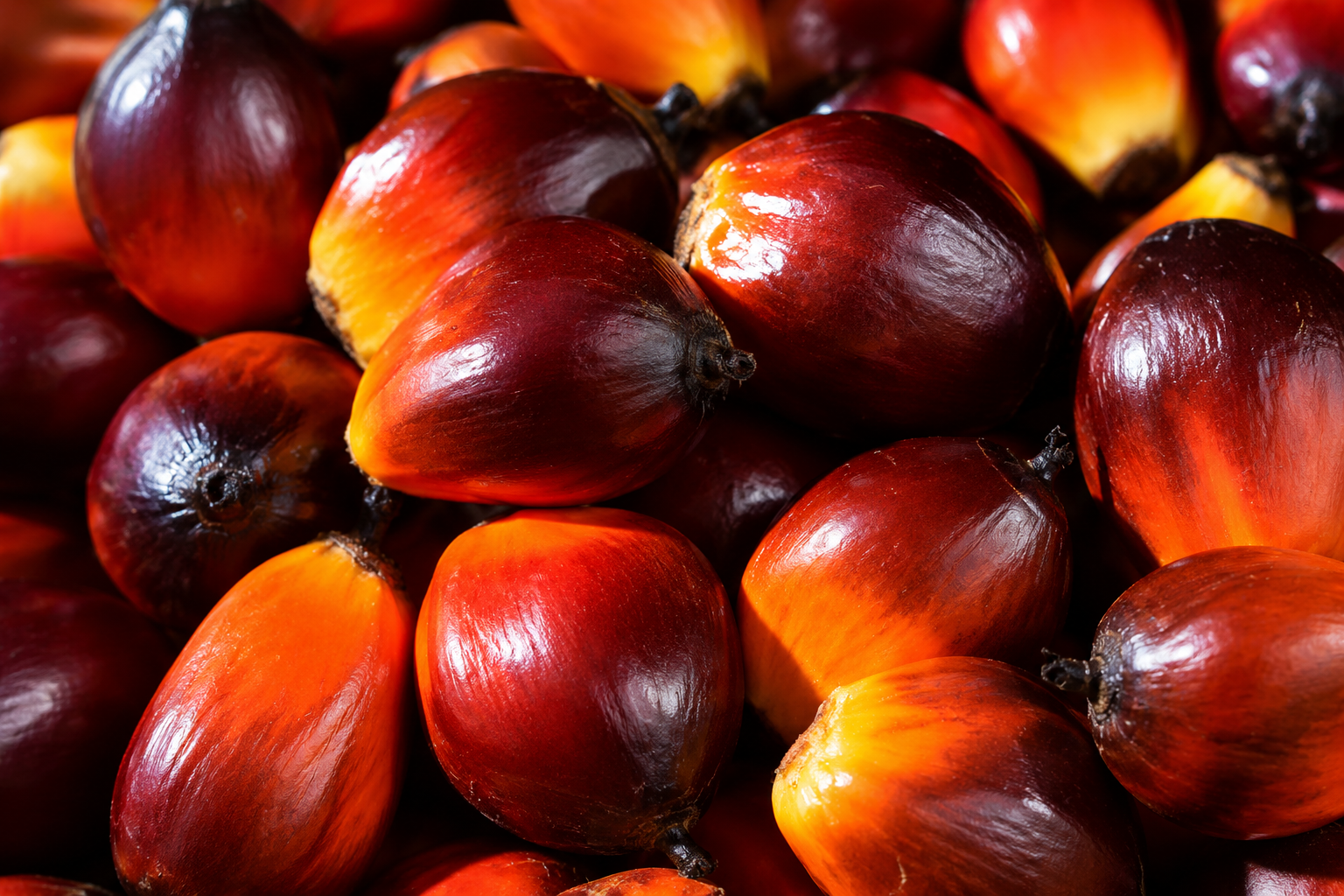Palm Oil